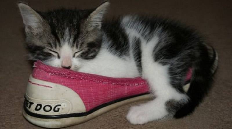 Sneakers con Luci 44 Gatti Lampo