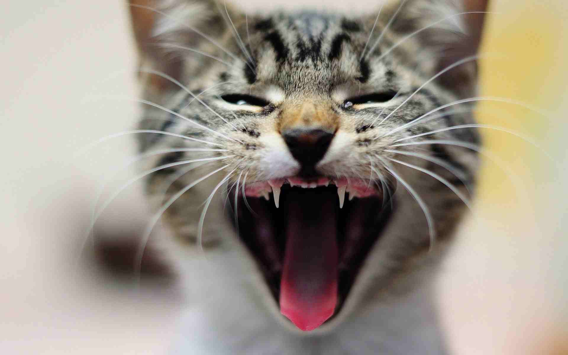 Quando Il Gatto Ti Guarda E Miagola