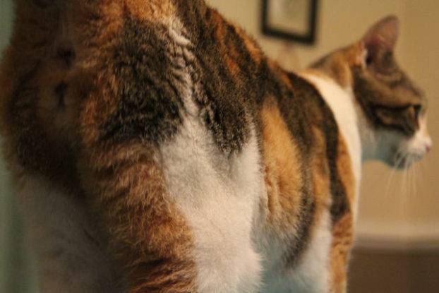 Perchè I Gatti Alzano Il Sedere