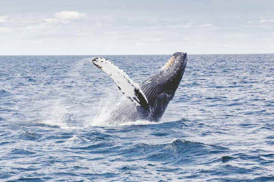 islanda caccia alle balene