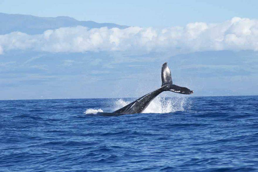 strage di balene in islanda