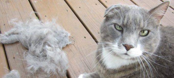 Ciondolo Ricordo Pelo Gatto Adsfvs - Portachiavi Acrilico Trasparente Per Memoria Animali