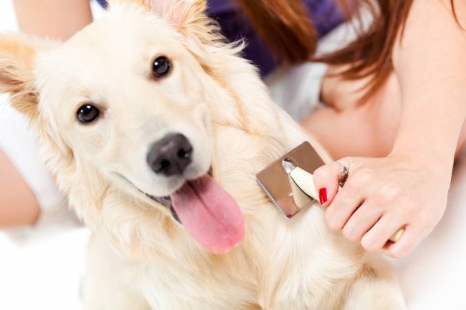 lavare il cane a secco