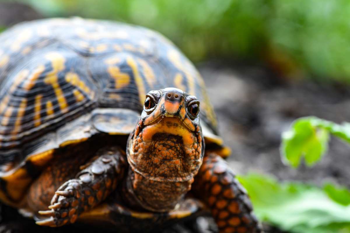 tartaruga