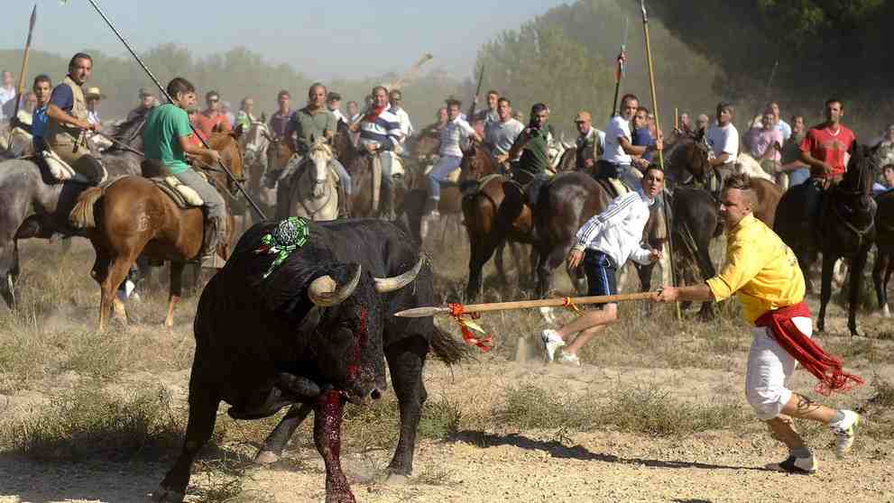 No más matanza de toros en Toro della Vega en España