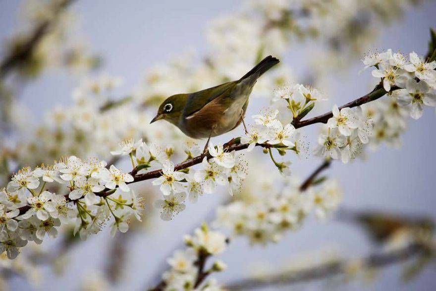uccelli sentinelle di primavera