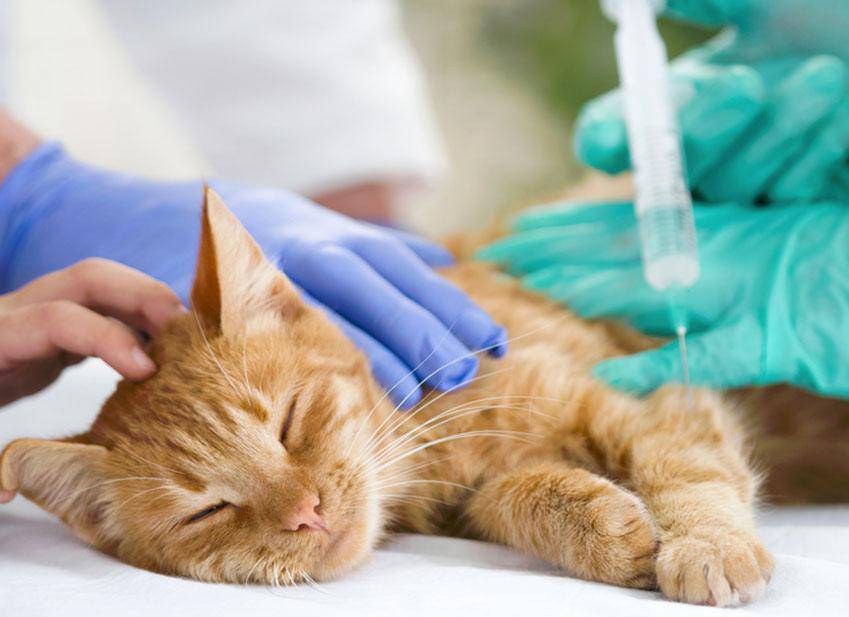 vaccinazioni gatto