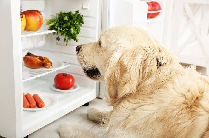 alimentazione cane