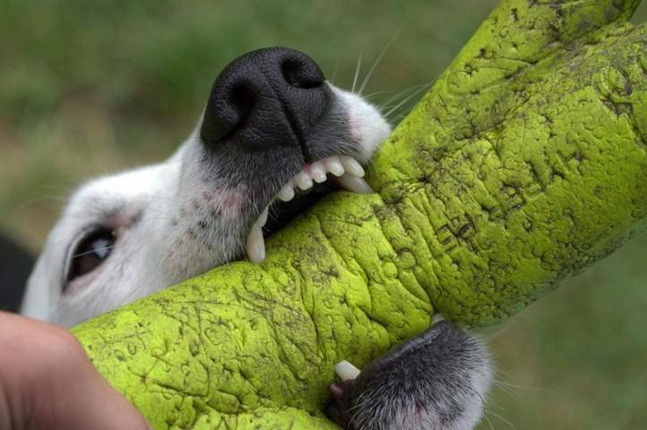 razze di cani con morso più potente