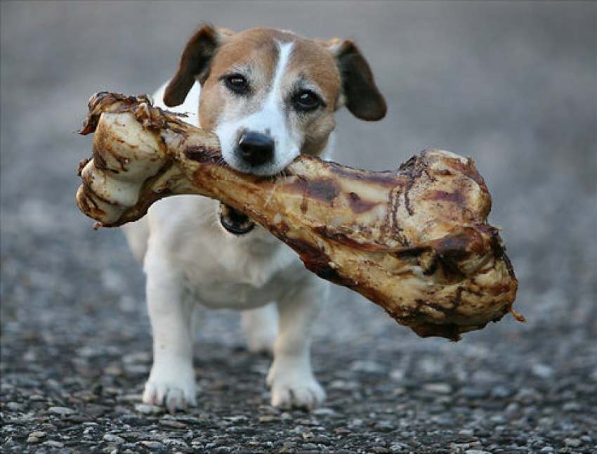 cane riporta cibo