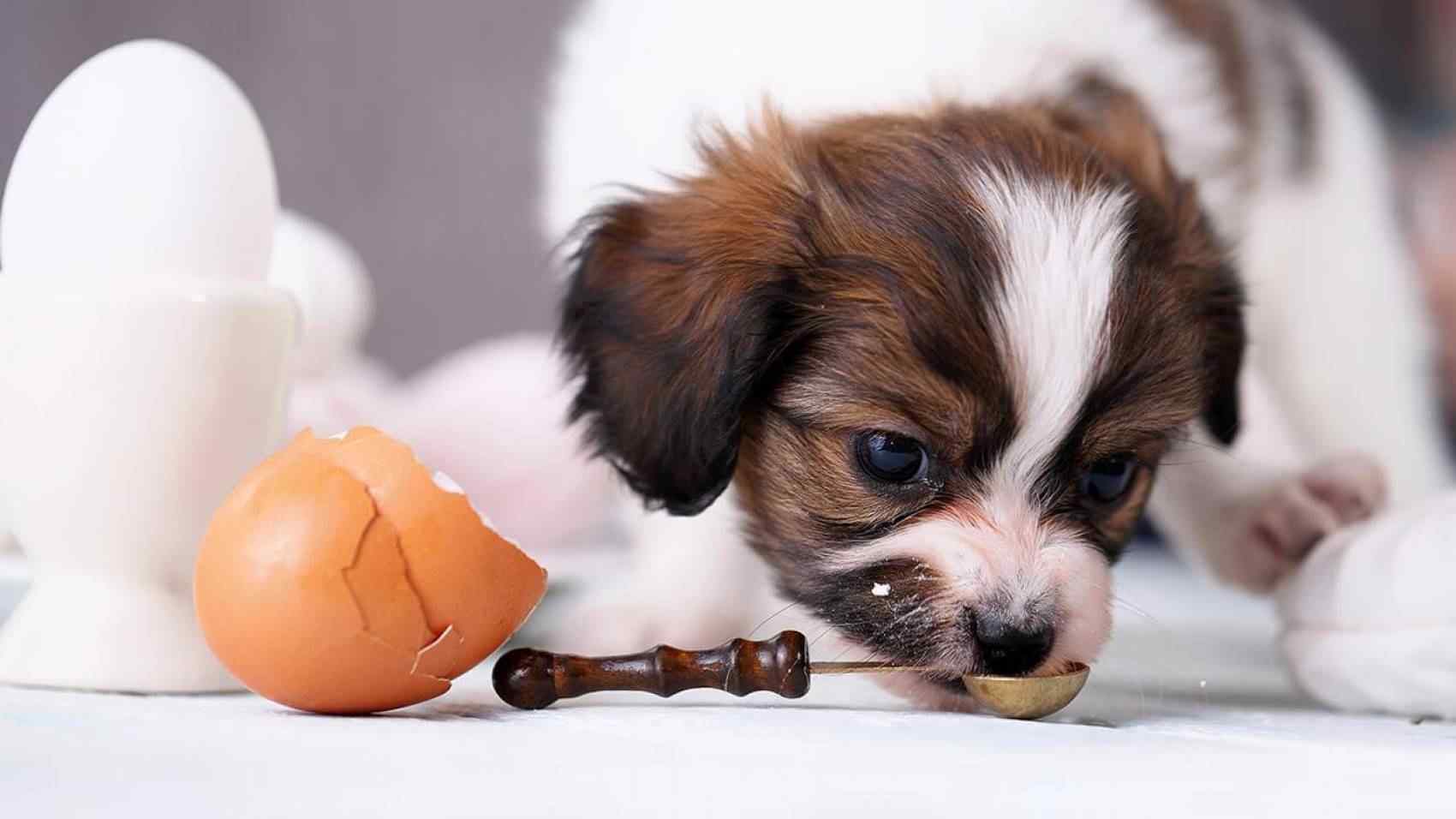 Quante Razze Di Cani Ci Sono