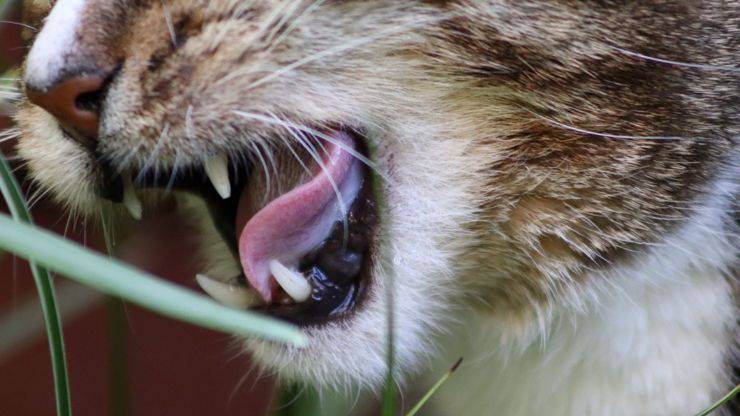 alito cattivo nel gatto cura denti alitosi