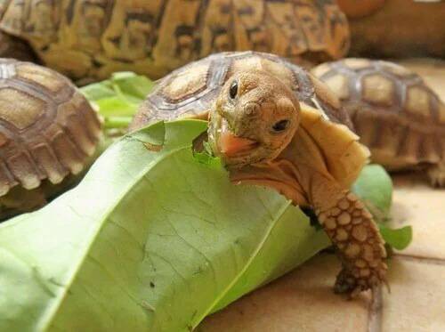 Tartarughe Di Terra Come Animale Domestico Esigenze E Cure