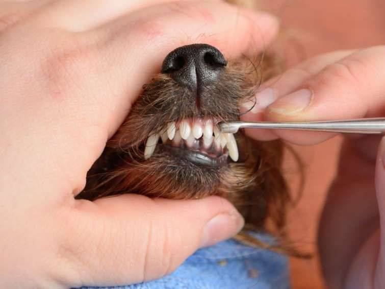 denti cane