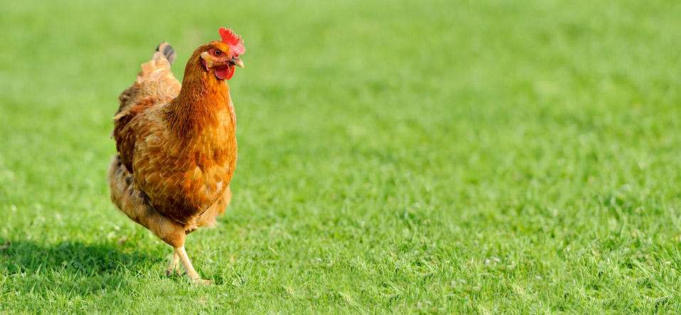 Una gallina che cammina