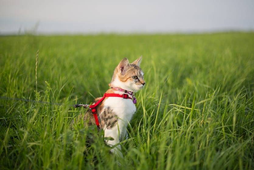 gatto al guinzaglio