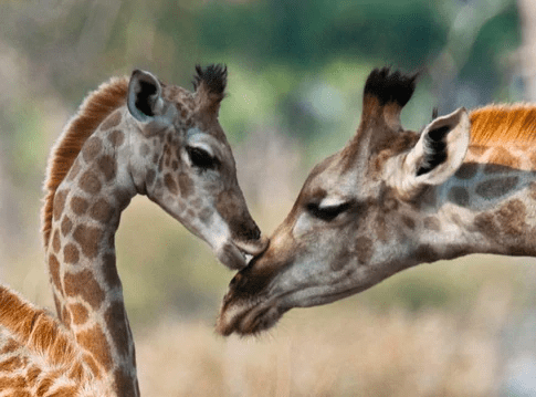 giraffa animale guida