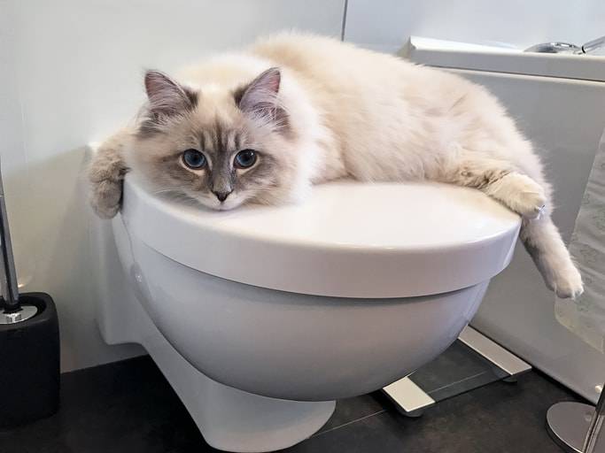 gatto toilette