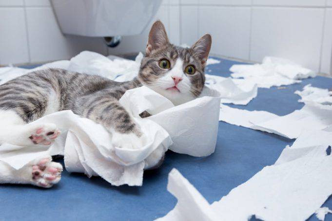 Perché Il Mio Gatto Mi Segue In Bagno