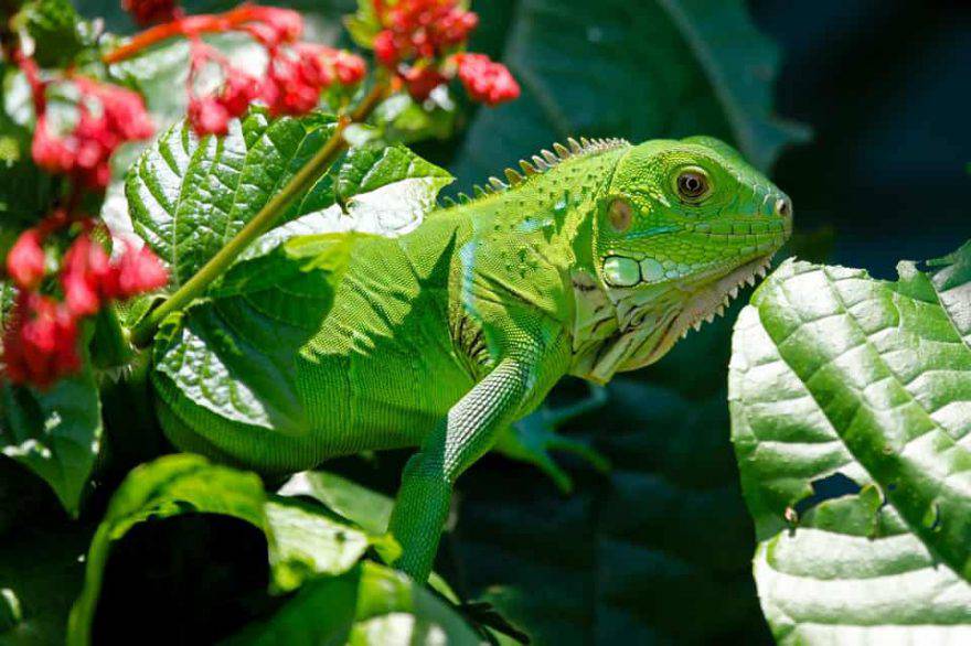 iguana domestica