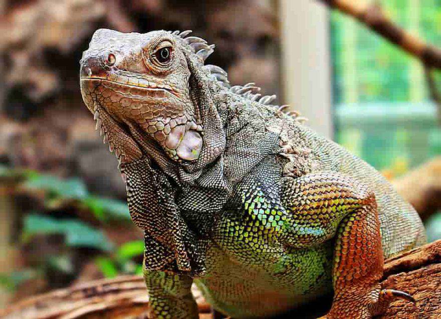 iguana caratteristiche