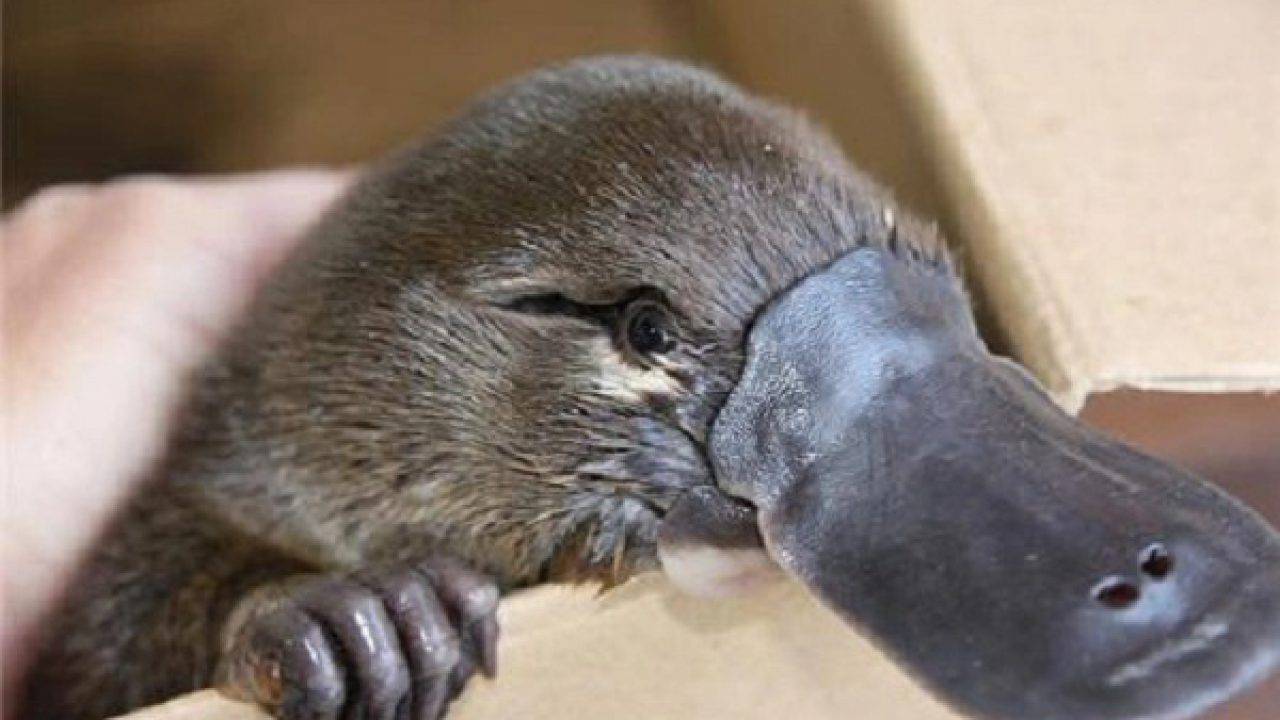 Animali ovovivipari quali sono 2021 Animali ovovivipari quali sono 2021