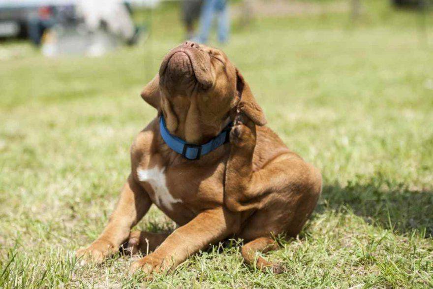 Pulci e zecche su cane e gatto