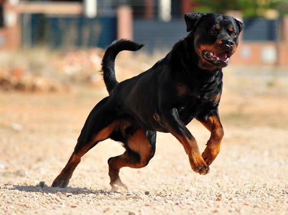 Le Razze Di Cani Con Il Morso Più Potente Calcolo Della