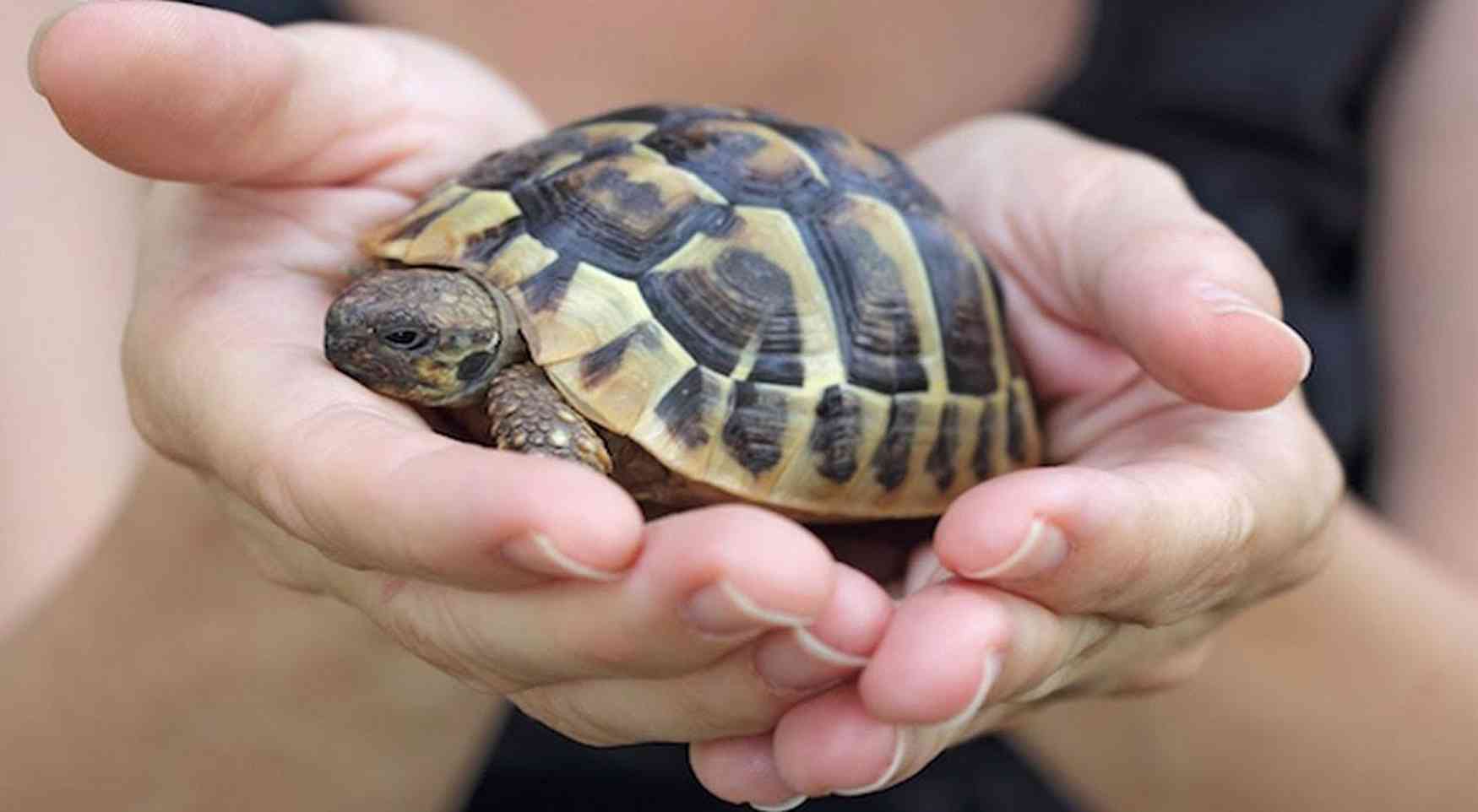 Tartarughe Di Terra Come Animale Domestico Esigenze E Cure