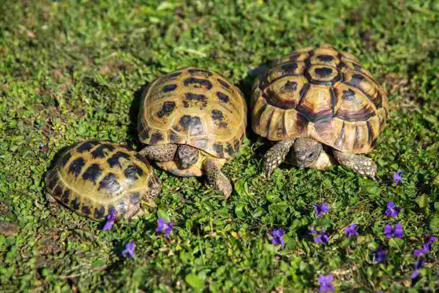 Tartarughe di terra animale domestico