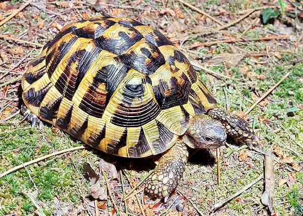 Tartarughe Di Terra Come Animale Domestico Esigenze E Cure