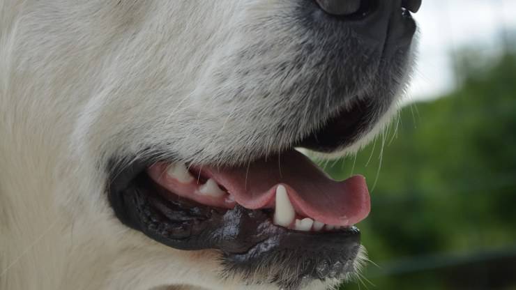 alito cattivo cane: pulizia dei denti 
