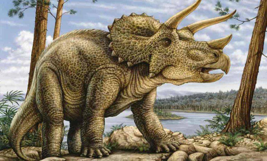 triceratops