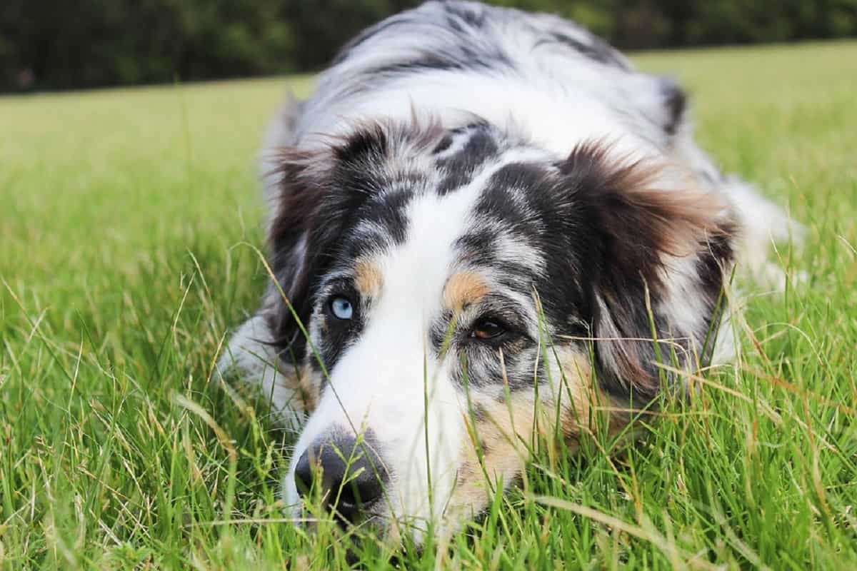 cane non curato