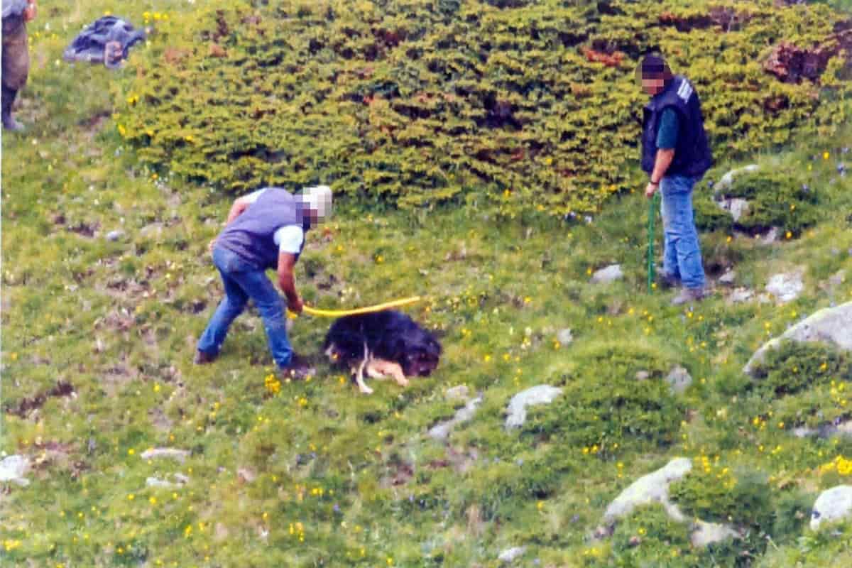 uccisero cane bastonate