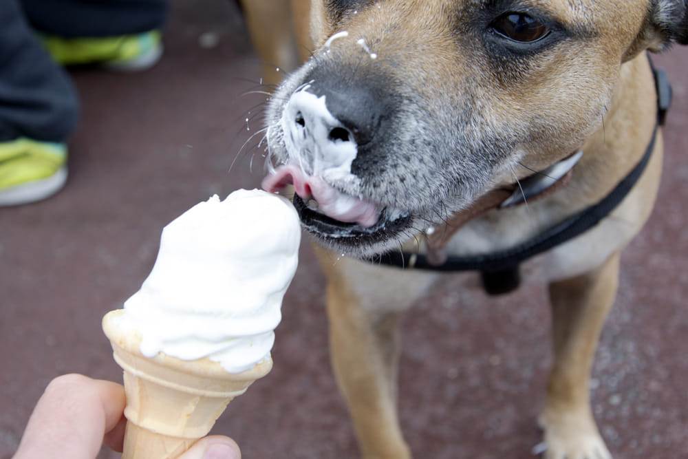 Luna, il cane che ama il gelato più di ogni altra cosa al mondo
