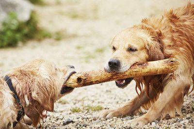 cane maschio e femmina insieme