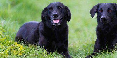 cane maschio e femmina insieme