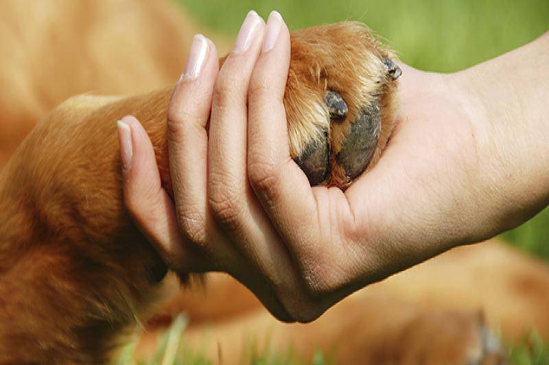 Zampe del cane puzzano