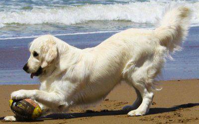 Cani al mare