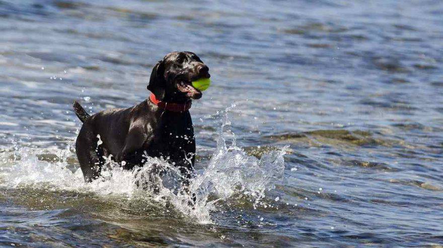 cane fa il bagno