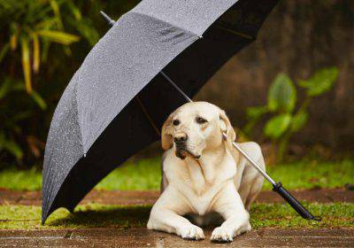 Cani e pioggia
