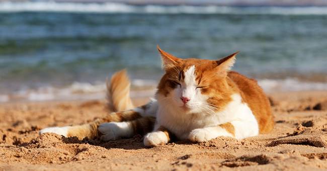 Perche I Gatti In Calore Urlano