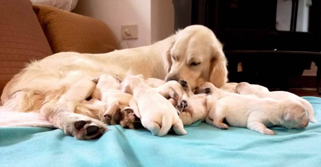 sverminazione cane cucciolo