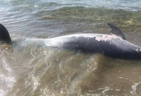 moria delfini mediterraneo 