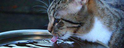 Gatto beve acqua