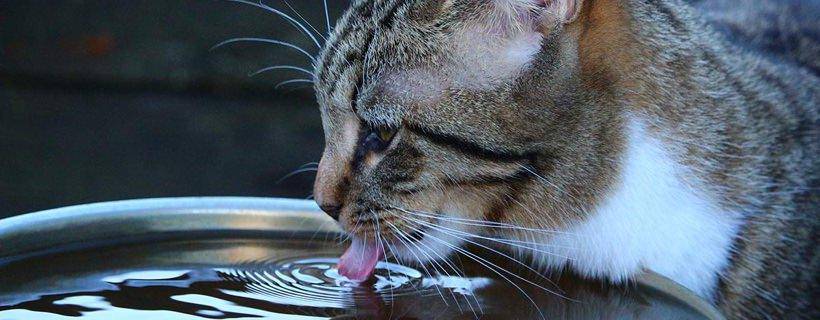 Gatto beve acqua