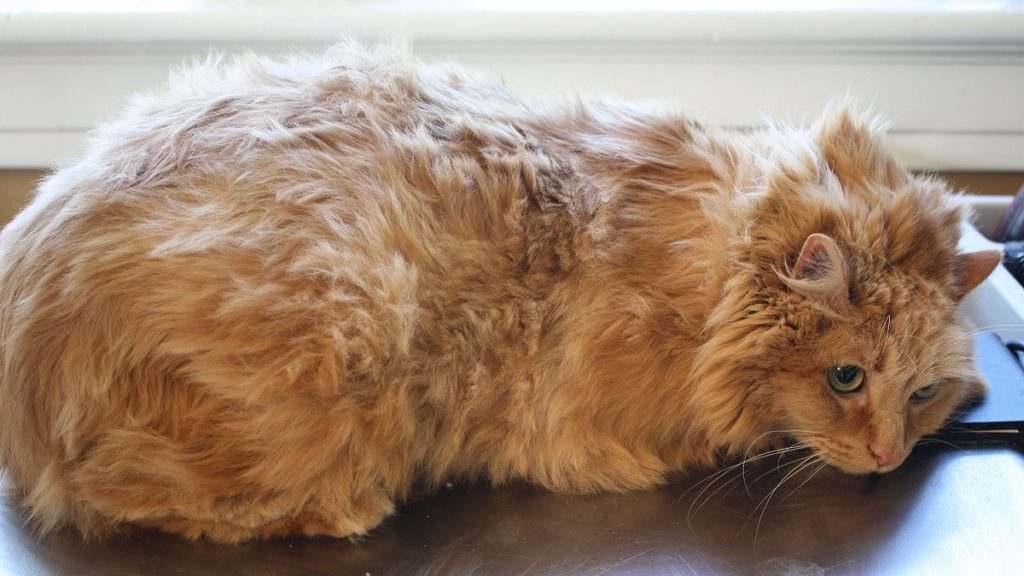 Gatto anziano come prendersi cura di lui con l'alimentazione Gatto anziano come prendersi cura di lui con l'alimentazione