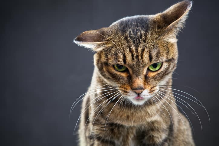 come capire se il gatto è arrabbiato