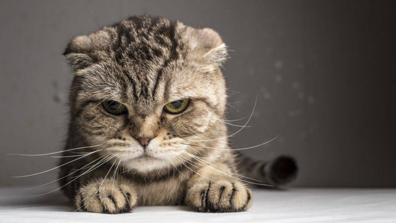 Gatto Arrabbiato Segnali E Comportamenti Per Riconoscerlo